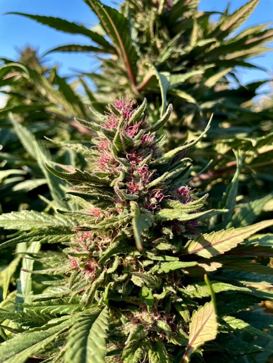 cannabis-flower