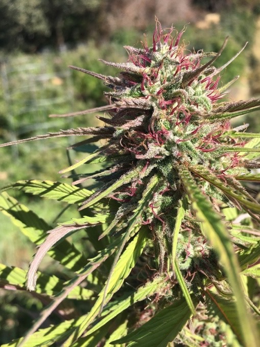 cannabis-flower