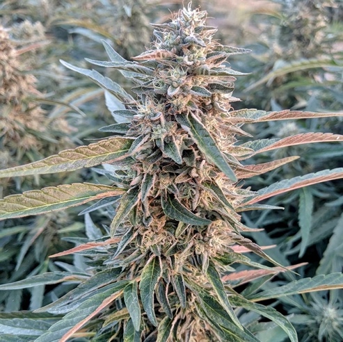 cannabis_2