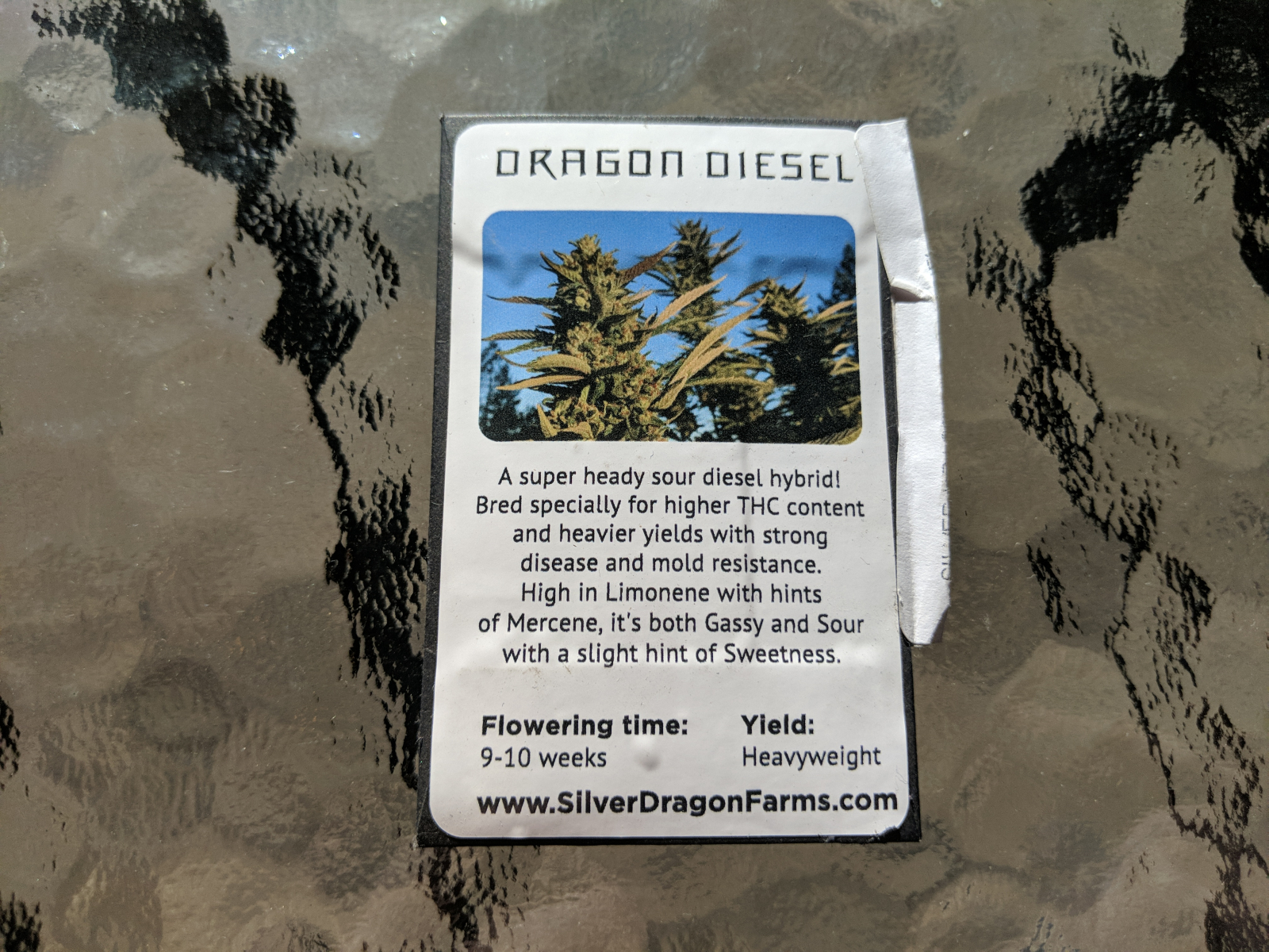 Silver dragon farms dragon Diesel 10 regular seeds