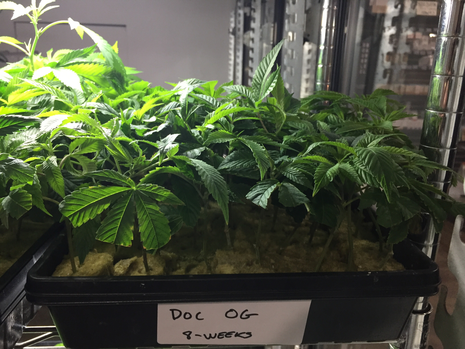 Doc og.  8 weeks 