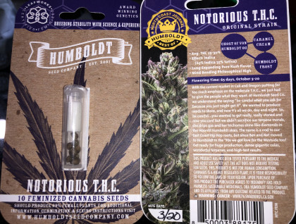 Humboldt Seed Co Notorious THC Feminized
